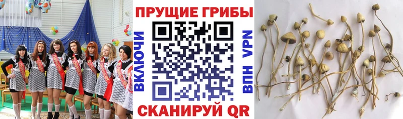 Псилоцибиновые грибы Magic Shrooms  Ленинградская 